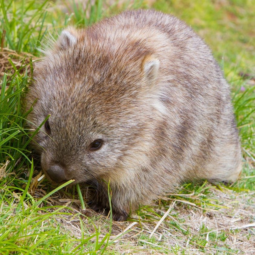 bébé wombat 