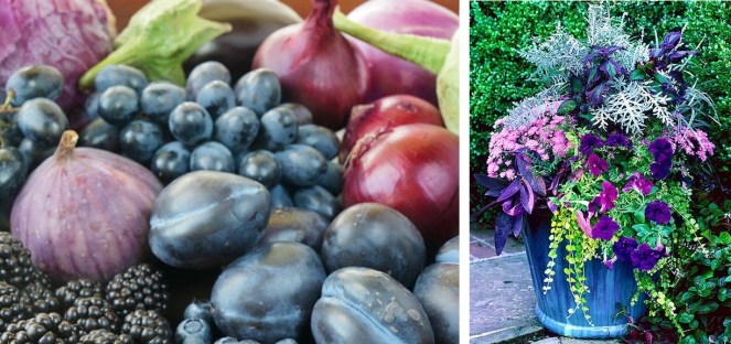 fruits et fleurs aux tons violets
